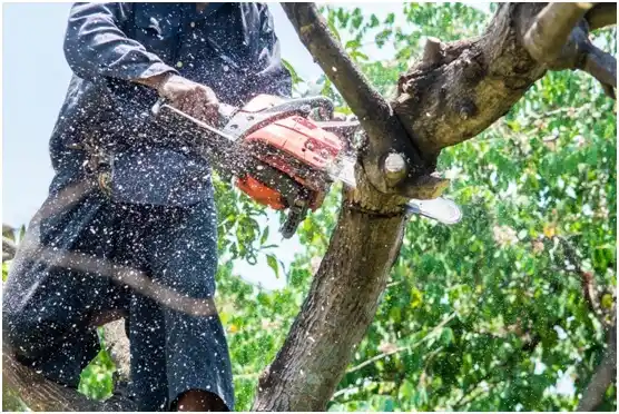 tree services Burlison